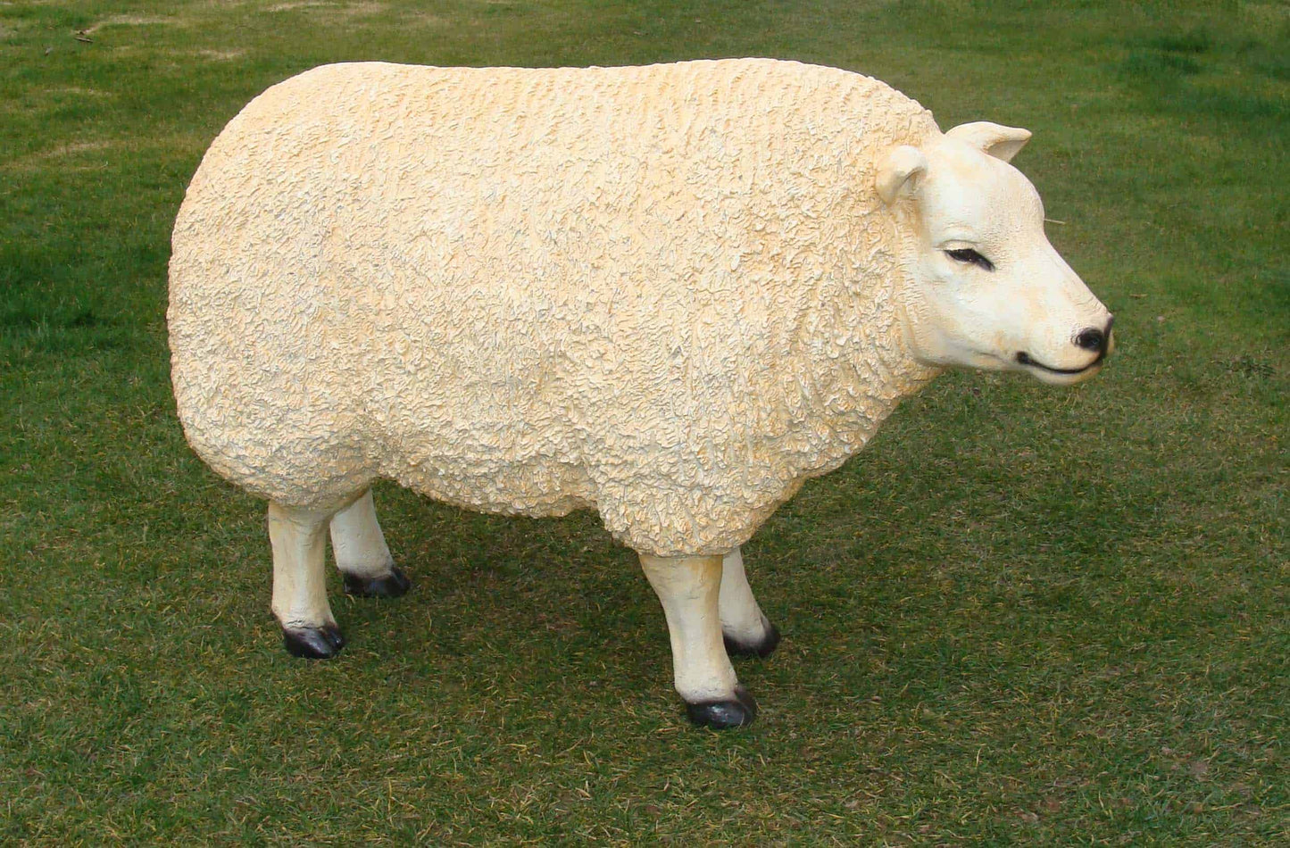 Schaap - staand