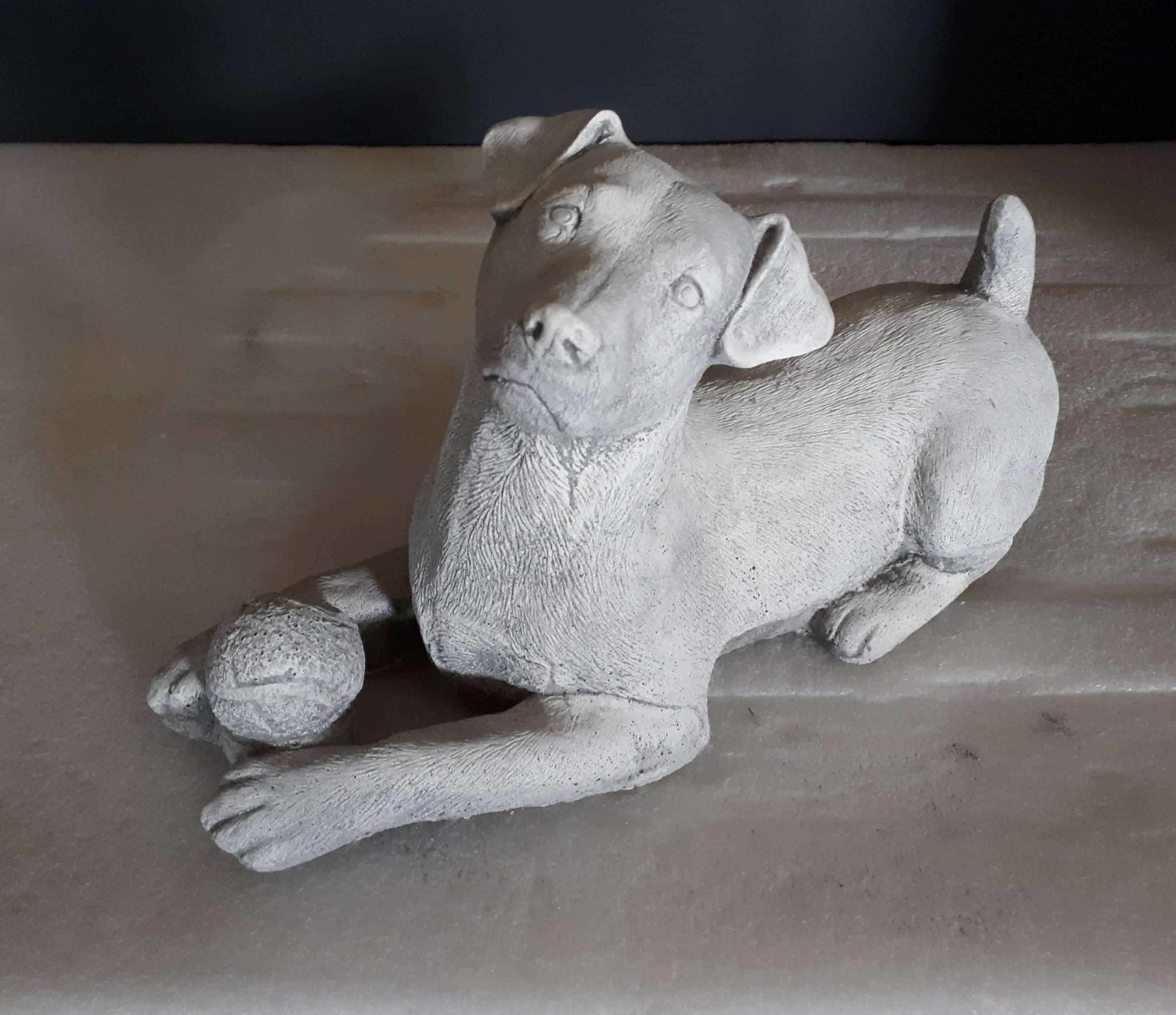 Jack Russel Fox met bal