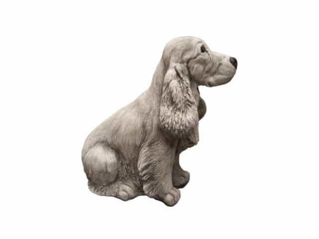 Cocker Spaniel