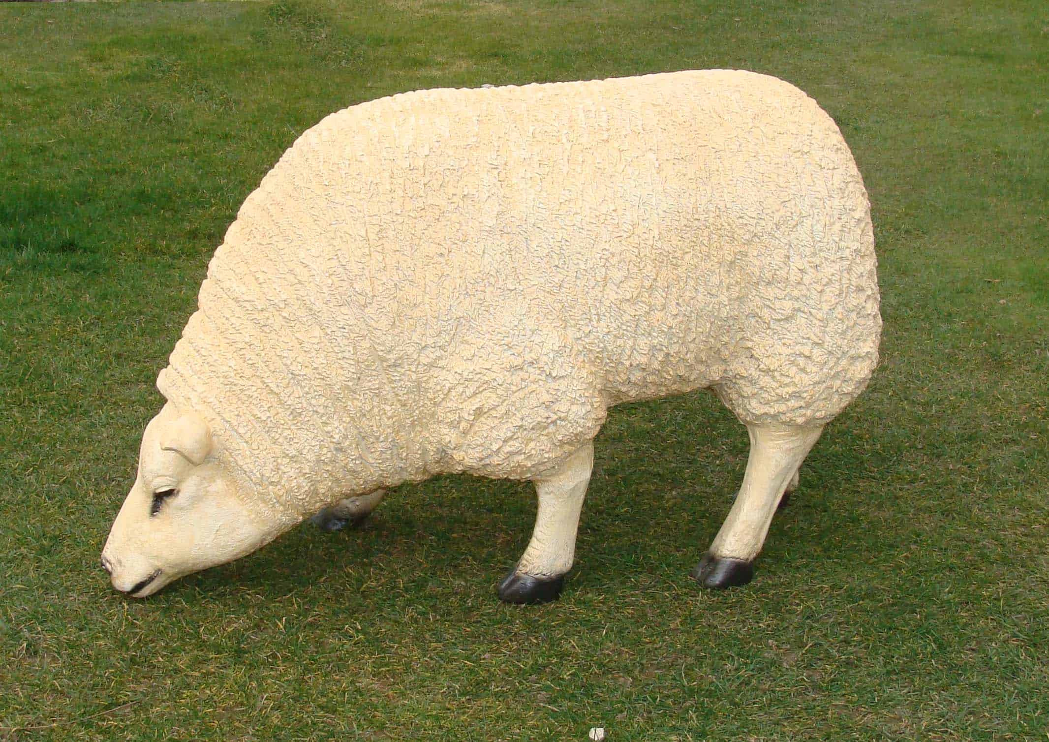 Schaap - grazend