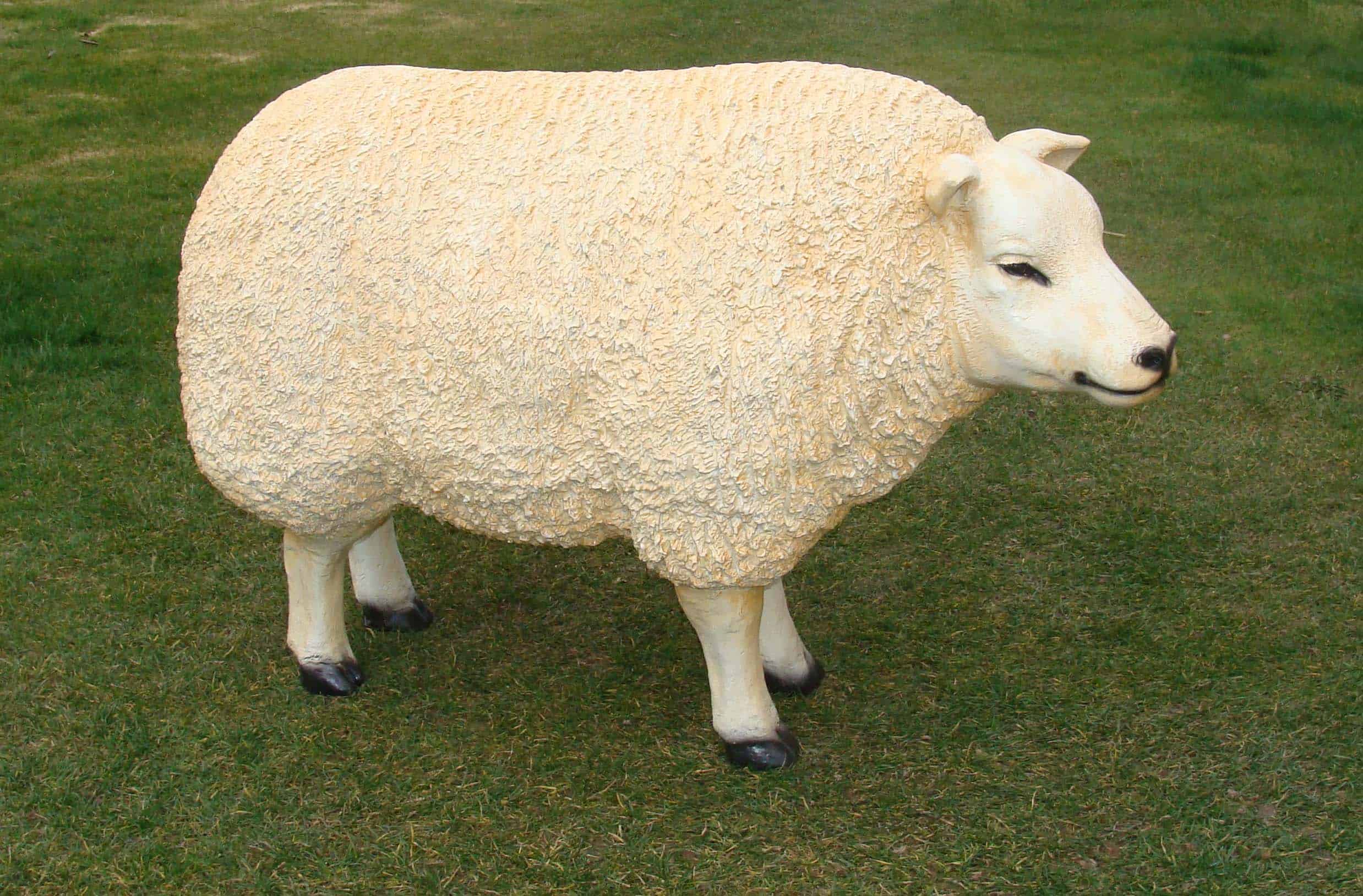 Schaap - staand